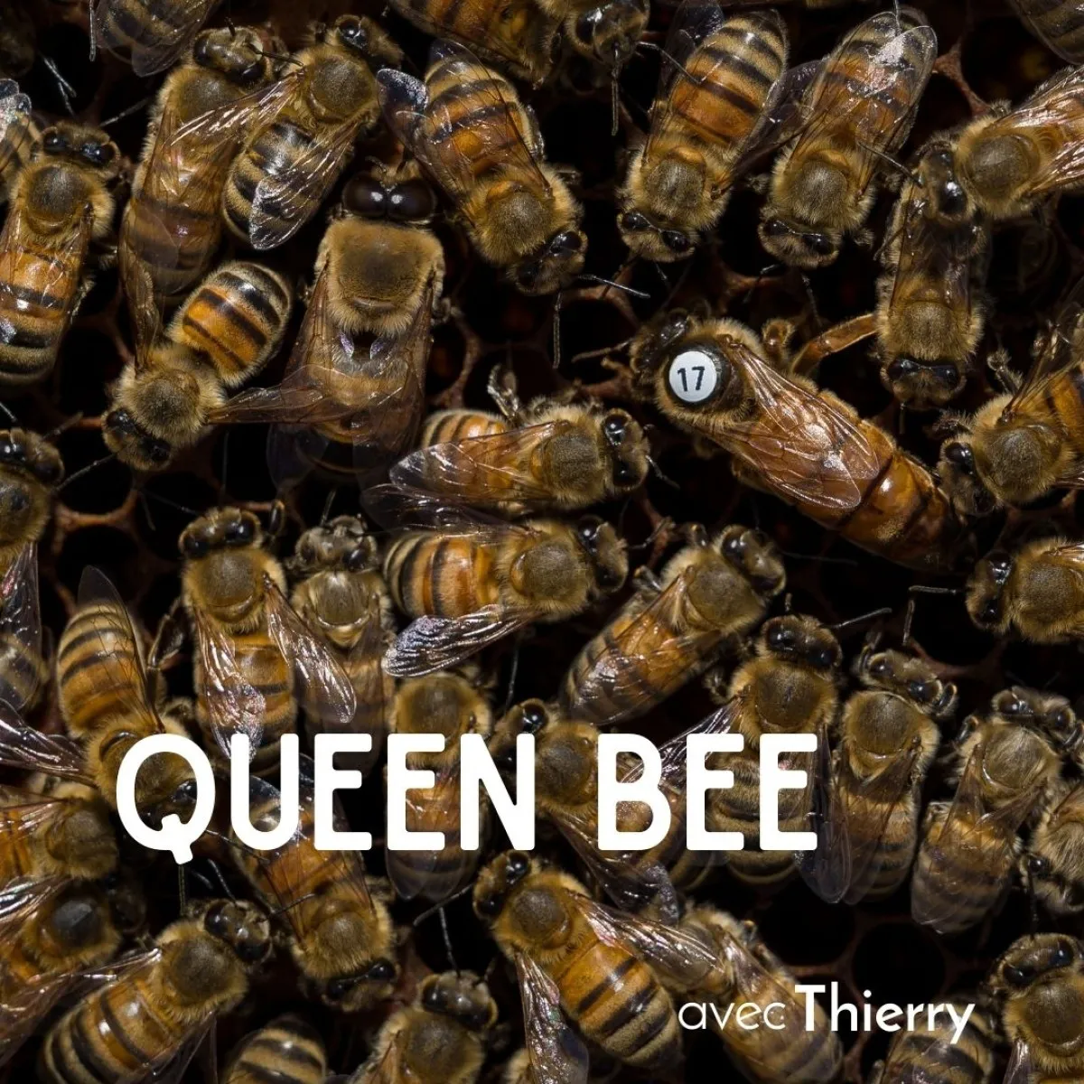 Illustration de: Découvrez l'apiculture