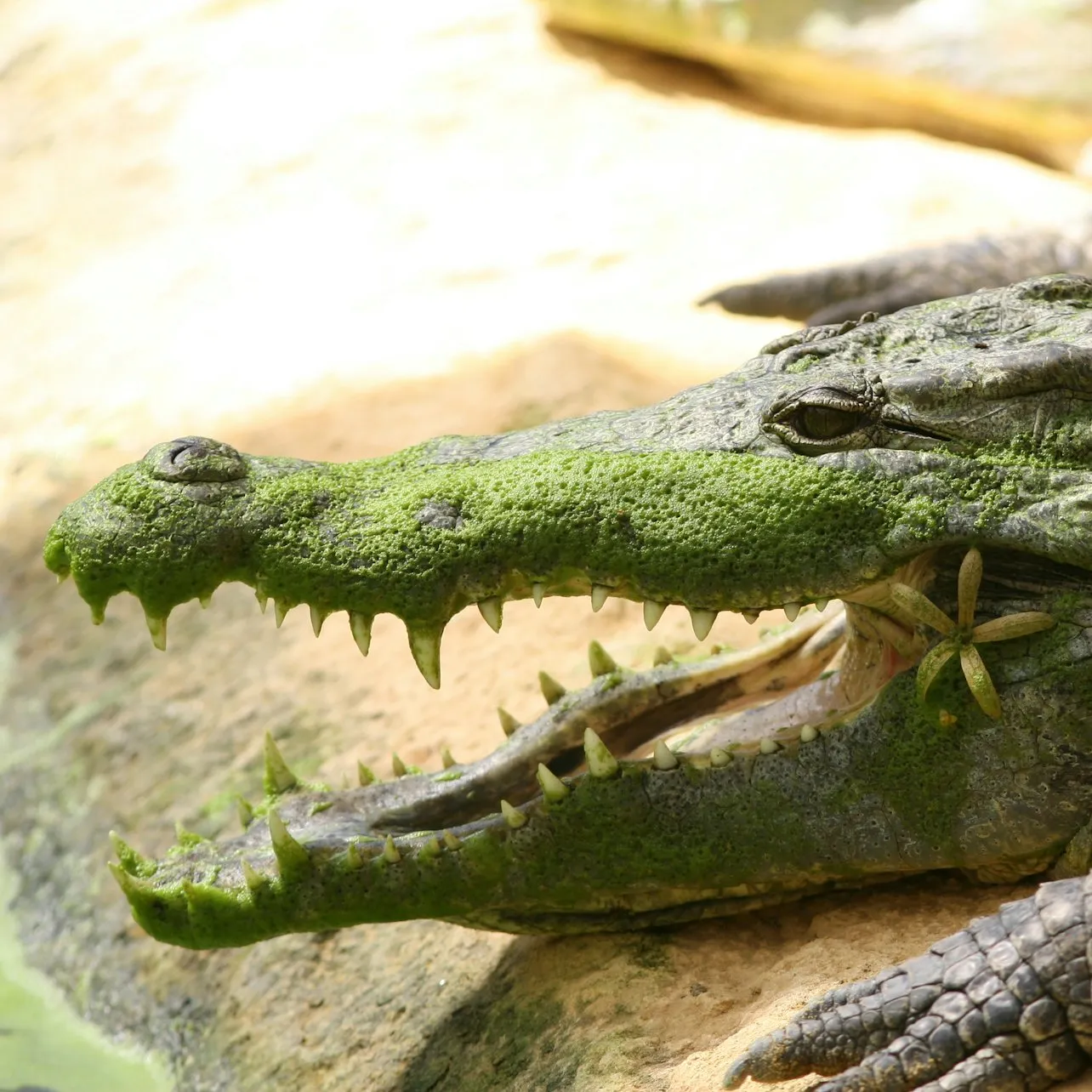 Illustration de: La Ferme aux Crocodiles: Billet d'entrée