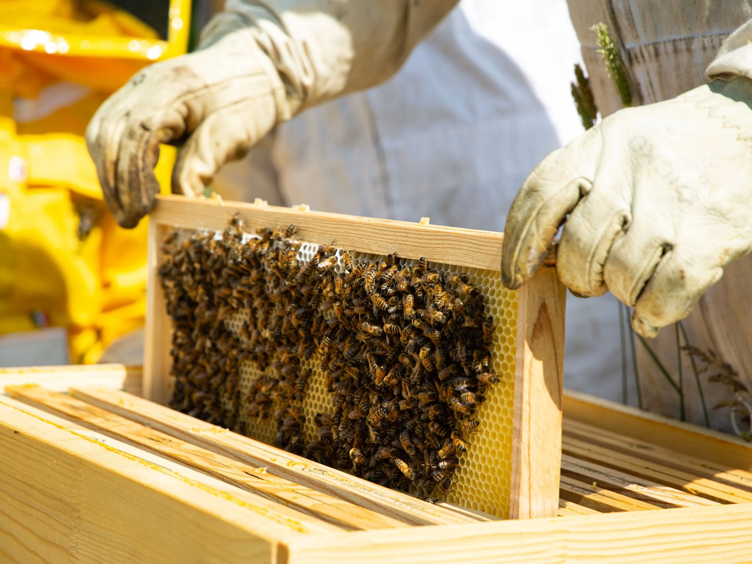 Illustration de: Découvrez l'apiculture et visitez des ruchers