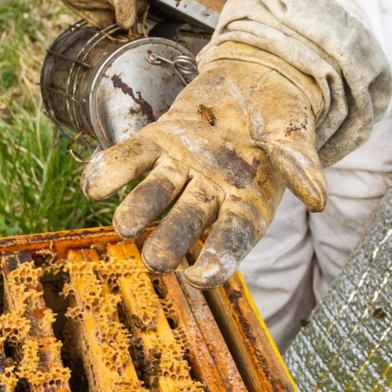 Illustration de: Initiez-vous à l'apiculture