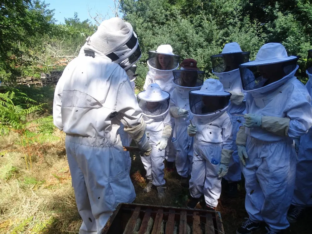 Illustration du guide: Le miel et les abeilles, expériences autour de l'apiculture