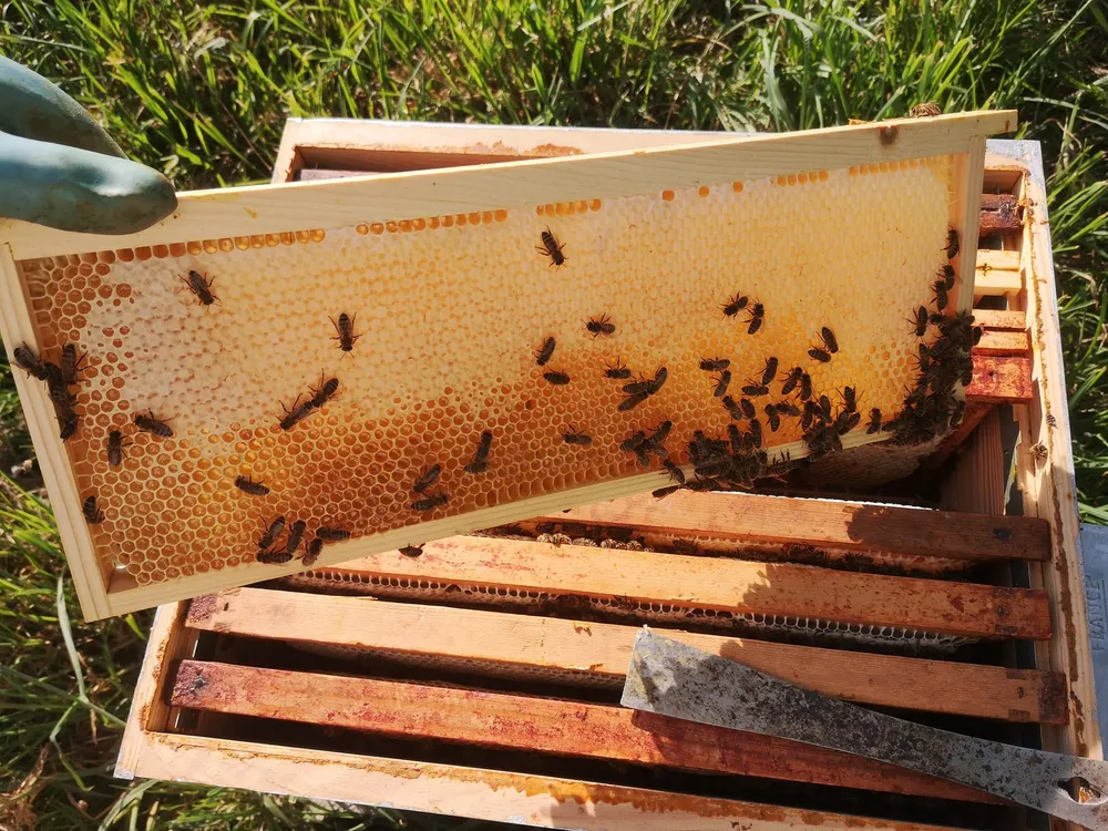 Image qui représente un ticket d'une activité (Découvrez l'apiculture) liée au point d'intéret