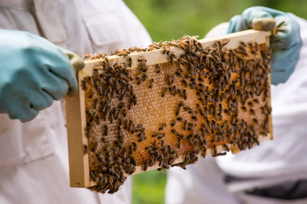 Image qui représente un ticket d'une activité (Initiez-vous à l'apiculture urbaine) liée au point d'intéret