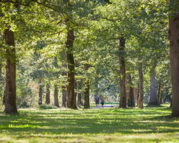 Image qui illustre: Le bois de Boulogne