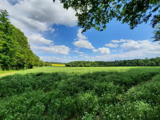 Image qui illustre: Des Jardinets Au Bois Louvet