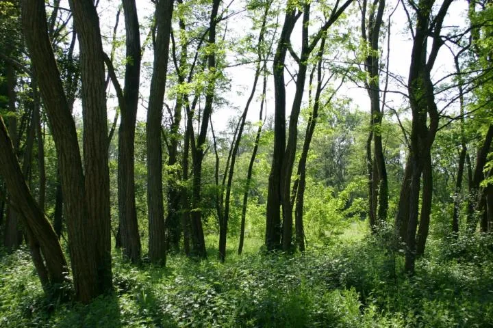 Image qui illustre: Forêt de Scévolles