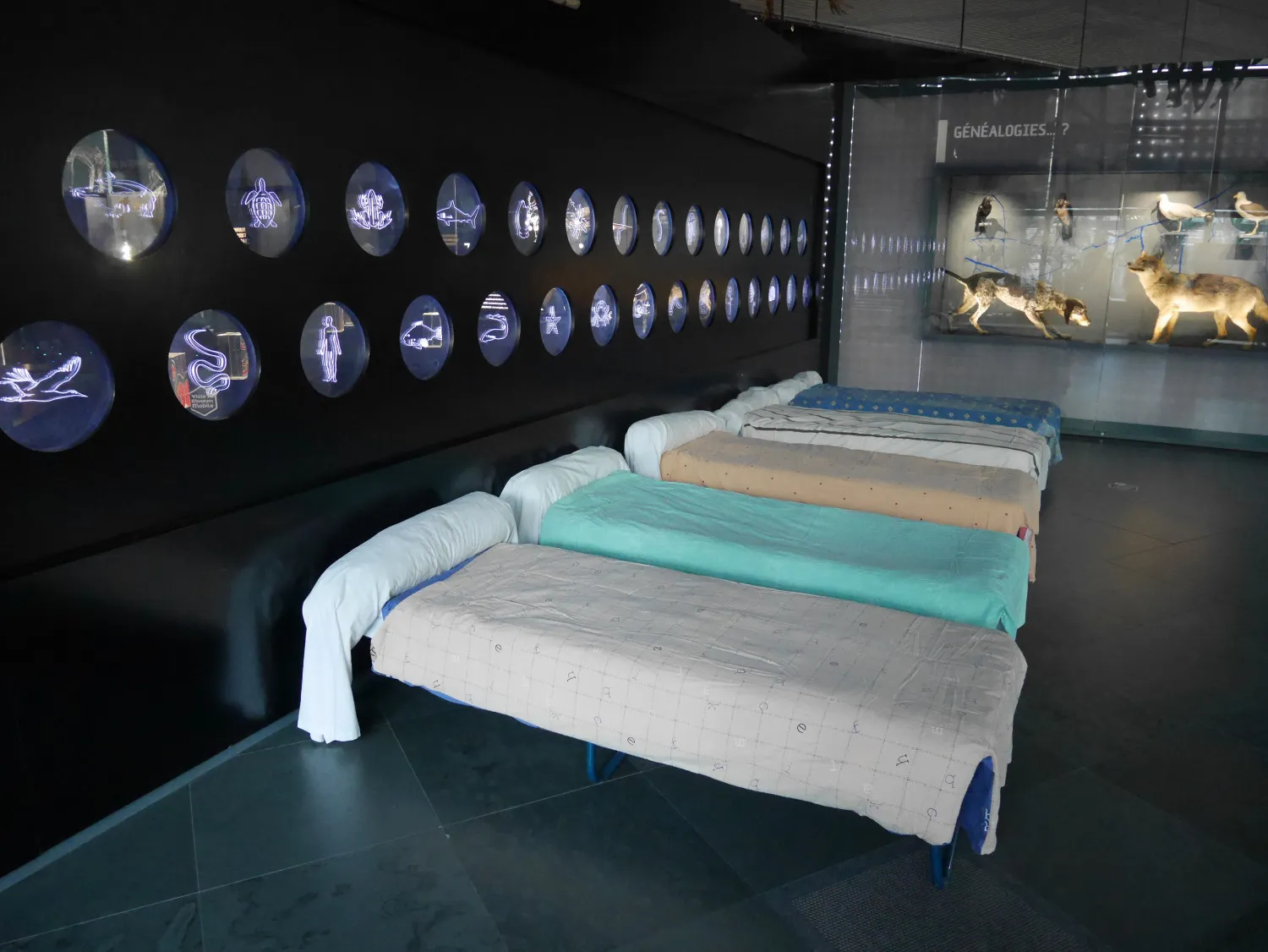 Image qui illustre: Concours : Dormir une nuit au Muséum à Toulouse - 0
