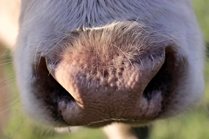 Image qui illustre: La Ferme De Maisonneix