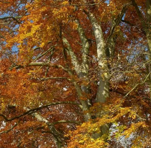 Image qui illustre: Apprendre à reconnaître les arbres au Bois de Vincennes