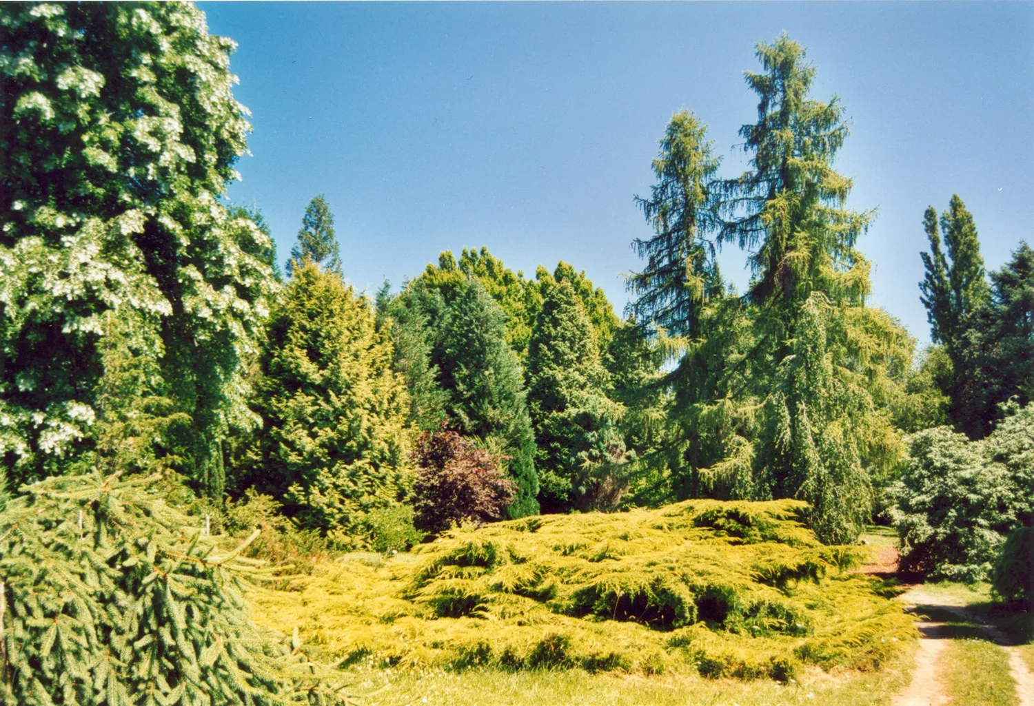 Image qui illustre: Arboretum National Des Barres à Nogent-sur-Vernisson - 0