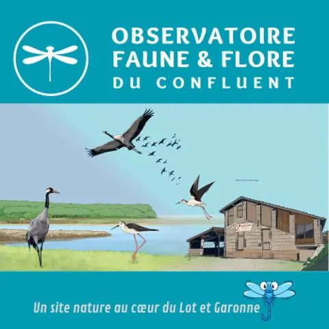 Image qui illustre: Observatoire De La Faune Et De La Flore Du Confluent