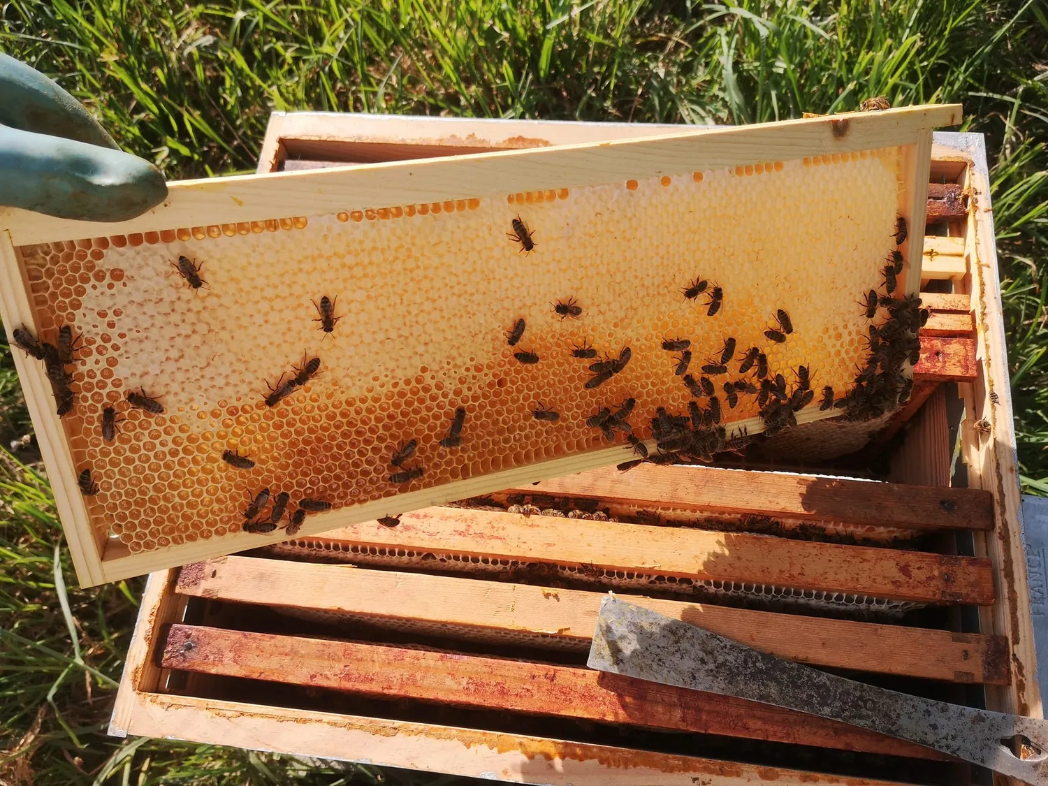 Image qui illustre: Découvrez l'apiculture à Saint-Pierre-des-Landes - 0