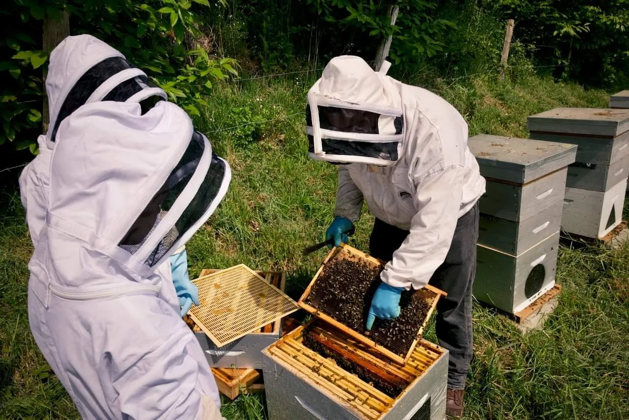 Image qui illustre: Découvrez l'apiculture à Saint-Pierre-des-Landes - 2