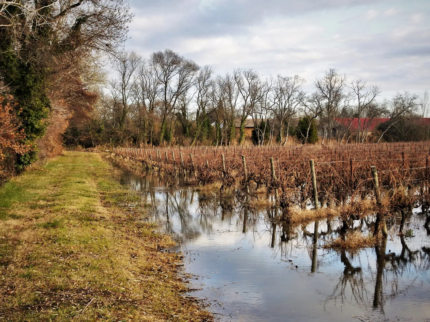 Image qui illustre: Le vignoble de Camargue, les vins du delta à Arles - 0