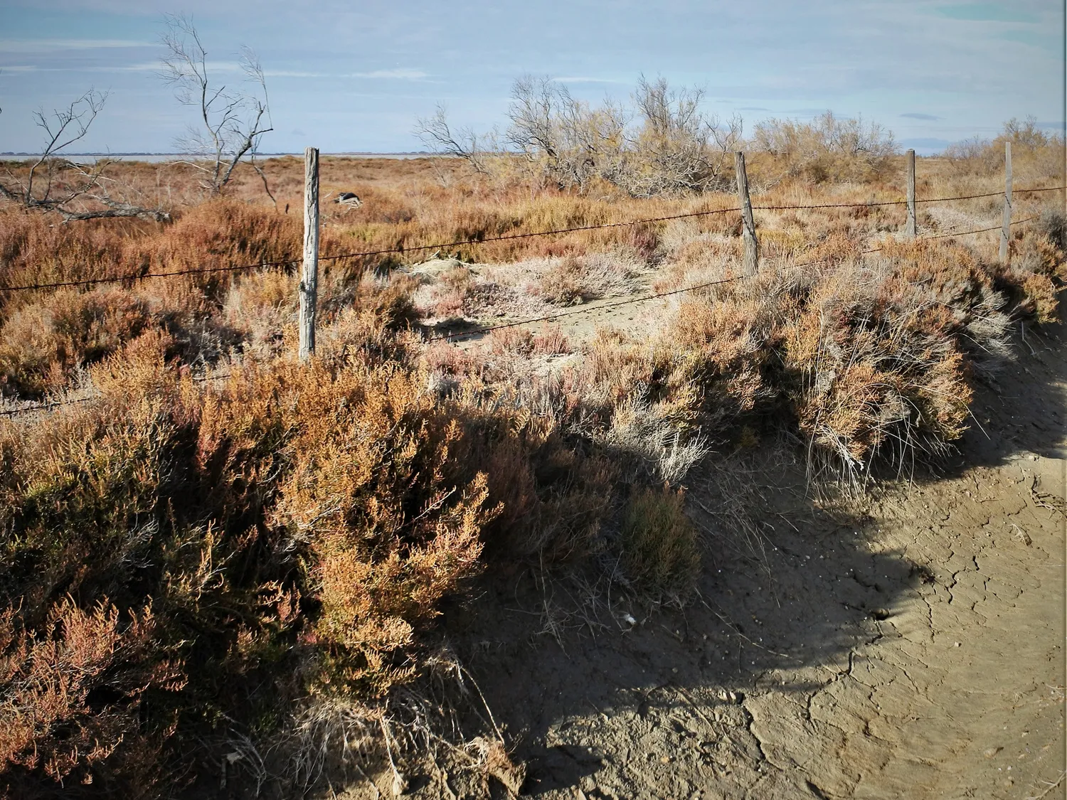 Image qui illustre: Le vignoble de Camargue, les vins du delta à Arles - 1