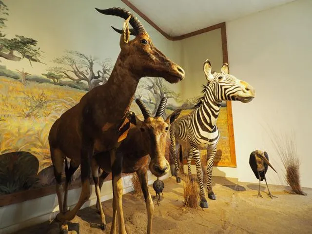 Image qui illustre: Muséum D'histoire Naturelle