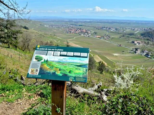 Image qui illustre: Circuit Rando - À La Découverte Des Arbres Remarquables