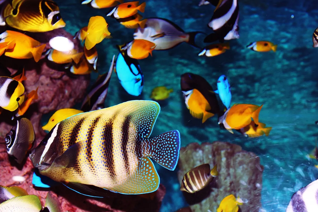 Image qui illustre: Aquarium Des Tropiques à Allex - 0