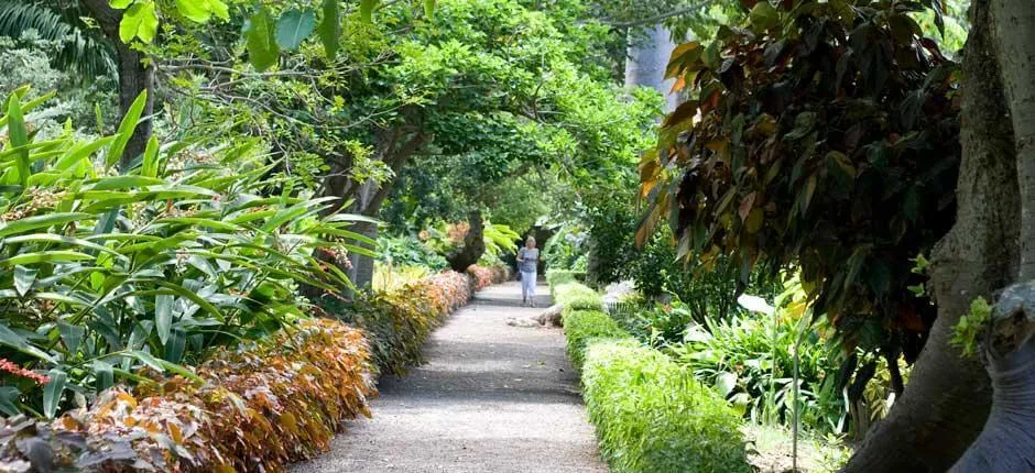 Image qui illustre: Jardin d'acclimatation de La Orotava