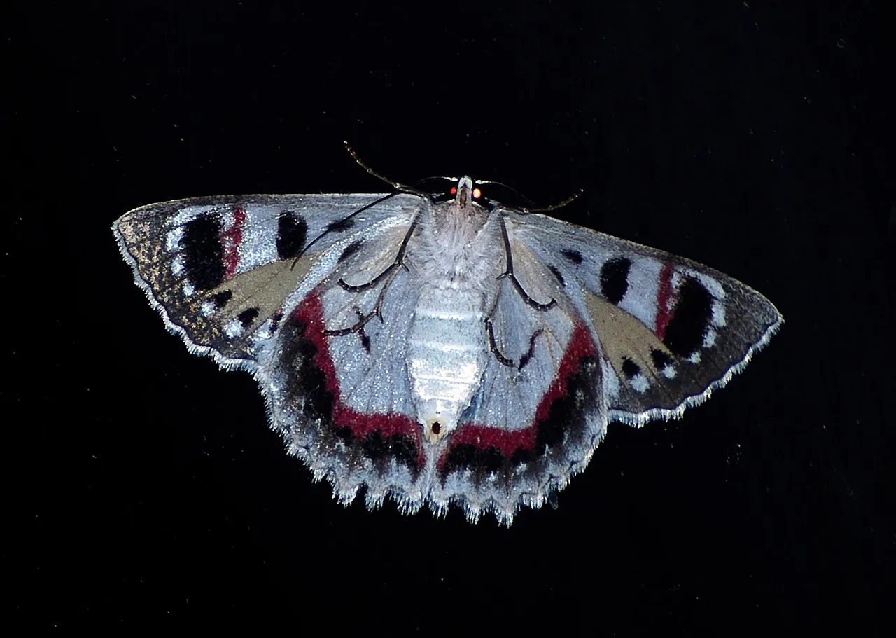 Image qui illustre: Papillons De Lumière à Aix-Villemaur-Pâlis - 0