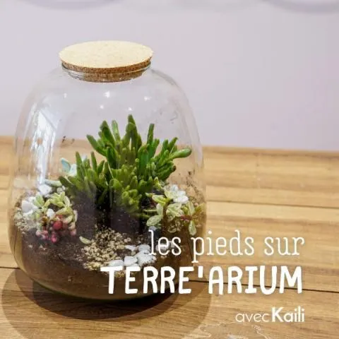 Image qui illustre: Créez votre terrarium