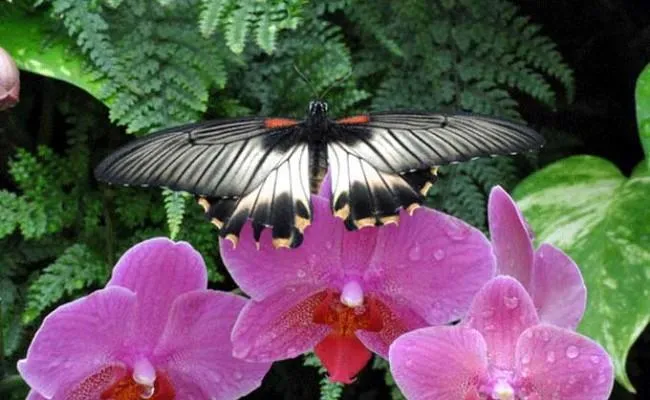 Image qui illustre: Le Jardin aux Papillons