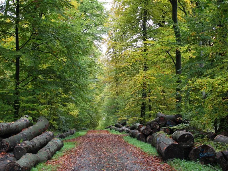 Image qui illustre: Forêt Du Grosswald à Sarreinsming - 0