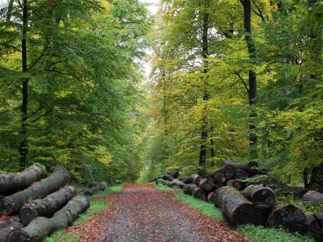 Image qui illustre: Forêt Du Grosswald