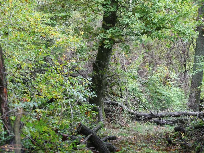Image qui illustre: Forêt Du Grosswald à Sarreinsming - 1