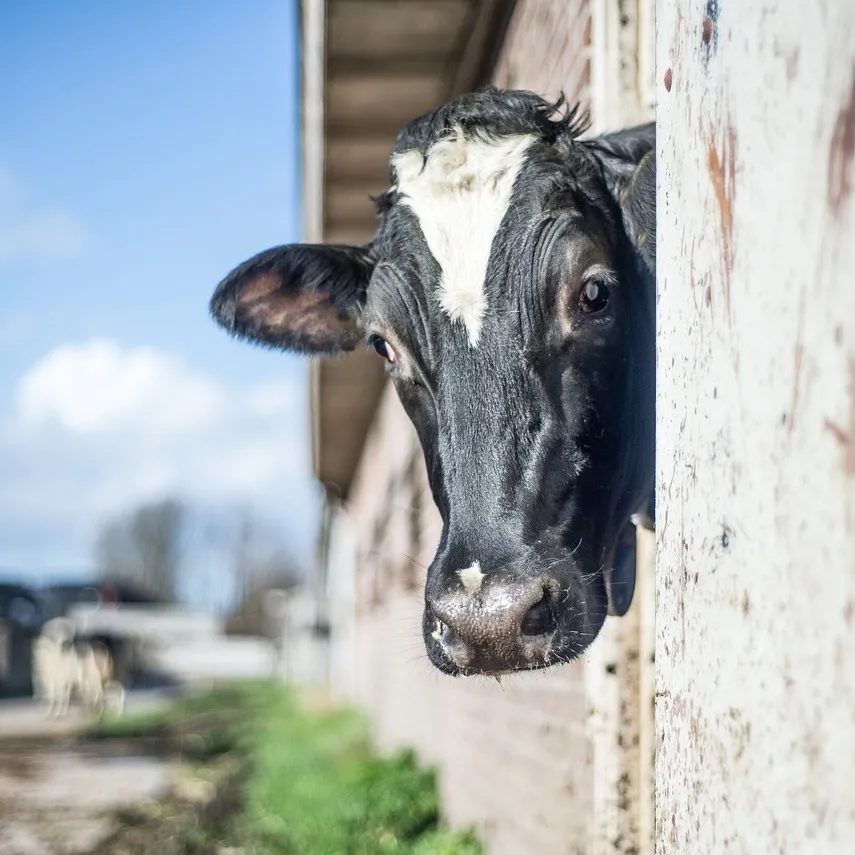 Image qui illustre: Escapade artisanale - La Vache de Louvicamp à Mesnil-Mauger - 0
