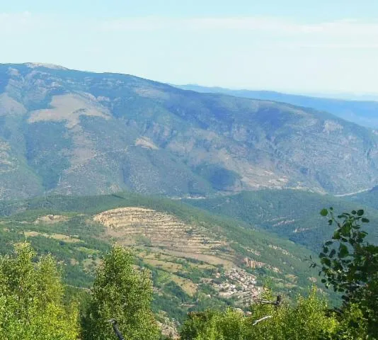 Image qui illustre: Balade-patrimoine :  Le peuplement de pins de Salzmann du Conflent