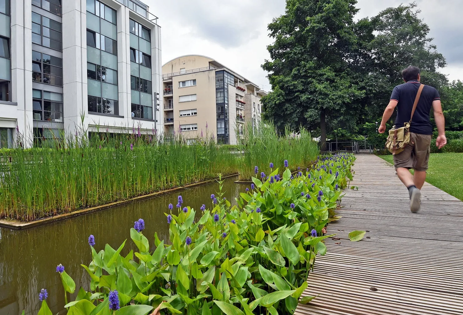 Image qui illustre: Jardin D'eau