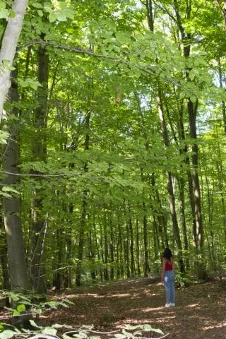 Image qui illustre: Forêt domaniale de Lyons