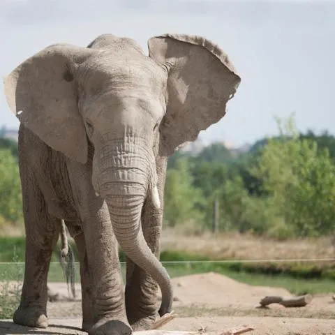 Image qui illustre: Safari de Peaugres