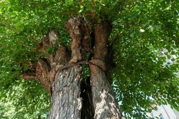 Image qui illustre: Venez découvrir l'histoire de cet arbre remarquable !