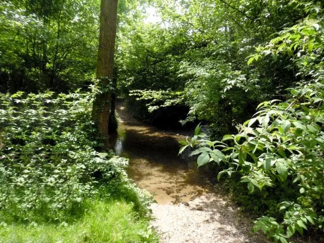 Image qui illustre: Ouilly Du Houley  : La Forêt Du Houley  -10,6km