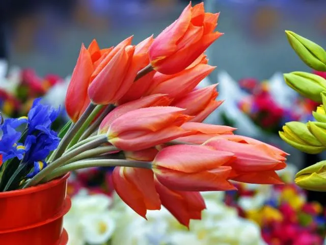 Image qui illustre: Marché Aux Fleurs Estrangin