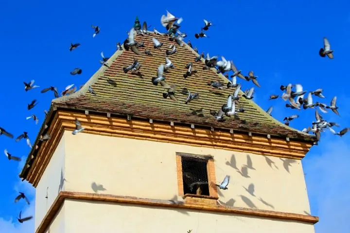 Image qui illustre: Pigeonnier De L'office De Tourisme