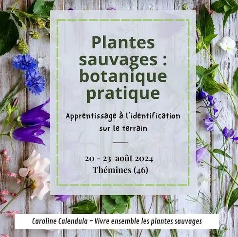 Image qui illustre: Plantes Sauvages Comestibles Et Cuisine Sauvage : 4 Jours D’immersion Végétale à Thémines - 0