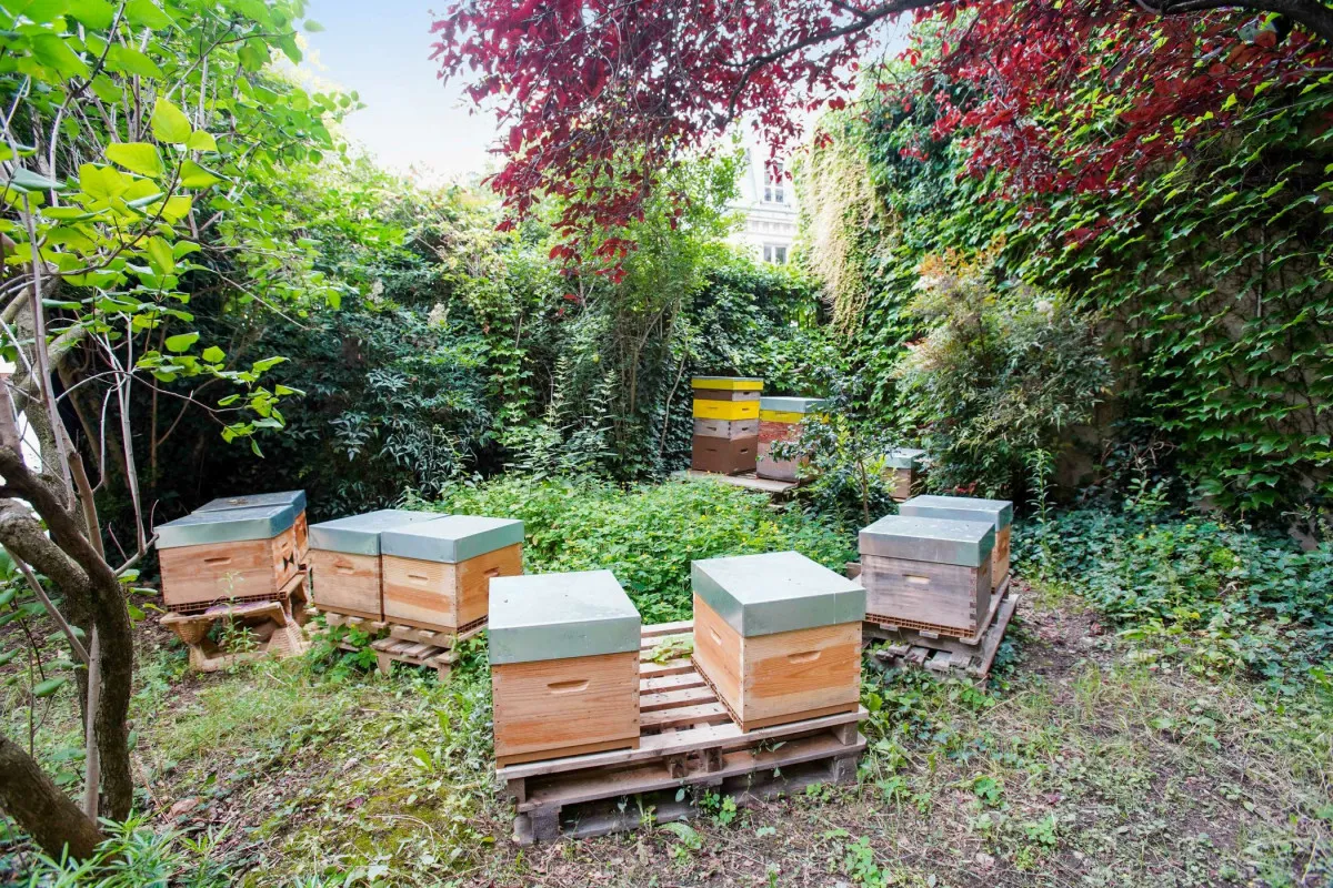 Image qui illustre: Initiez-vous à l'apiculture urbaine à Malakoff - 1