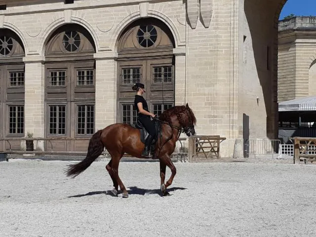 Image qui illustre: Musée Vivant Du Cheval - Grandes Ecuries Du Château De Chantilly