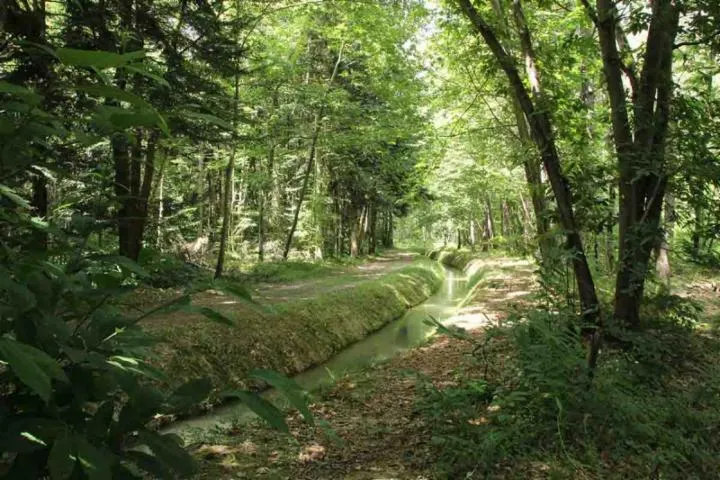 Image qui illustre: Arboretum De Cardeilhac