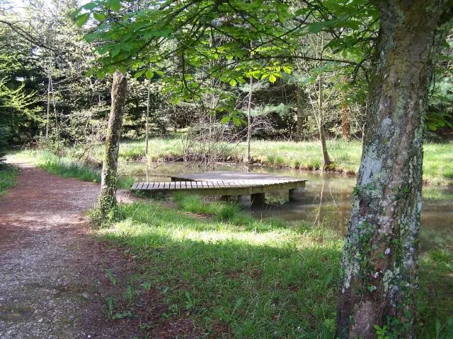 Image qui illustre: Arboretum De Cardeilhac