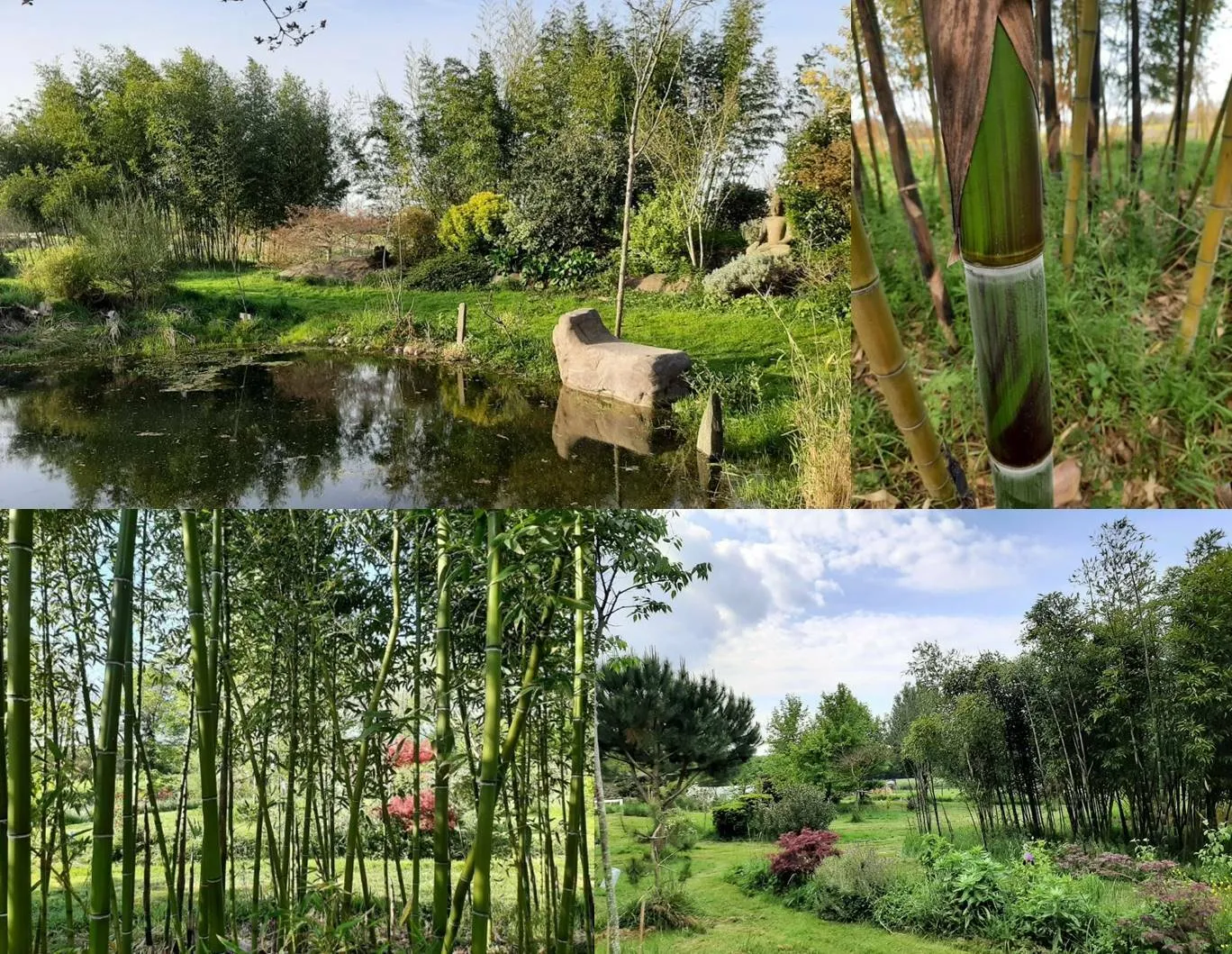 Image qui illustre: Conférence sur la percée du bambou comme essence de diversification dans la filière agricole. à Saint-Clar-de-Rivière - 0