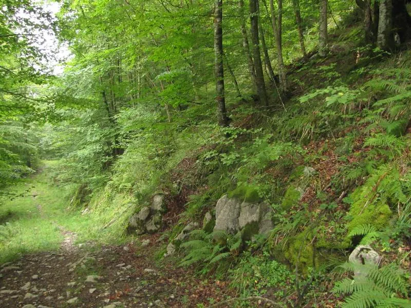 Image qui illustre: La Forêt D'orion à Saint-Michel - 0