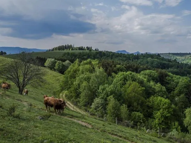 Image qui illustre: Circuit Rando H12 : Du Haut-ranrupt Aux Hauts-bois