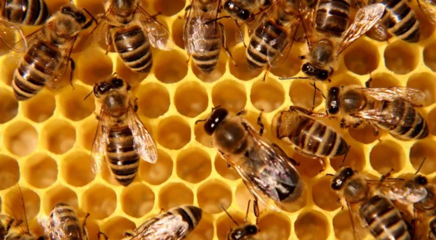 Image qui illustre: L'abeille, pour qui, pourquoi, comment ?