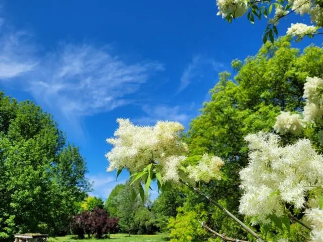 Image qui illustre: Parc Botanique Du Château De Neuvic