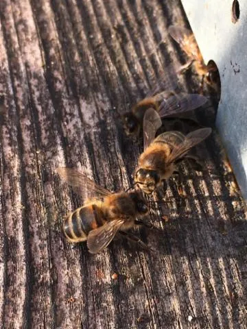 Image qui illustre: Initiez-vous à l'apiculture sur une demi-journée