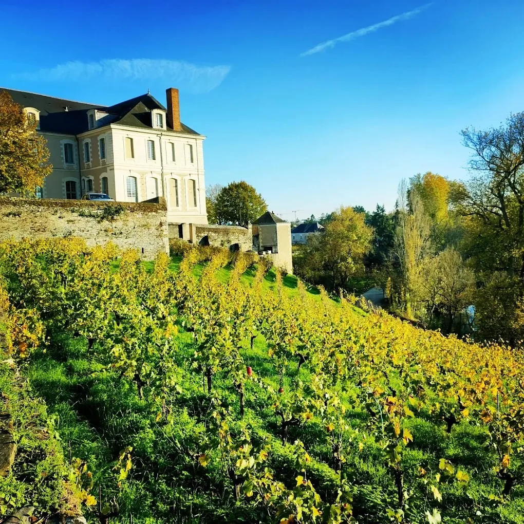Image qui illustre: Visite commentée de la vigne par l'association VEVA à Angers - 0